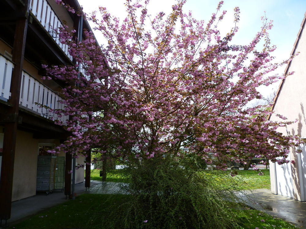 Hotel & Residence Bartenheim Exterior photo